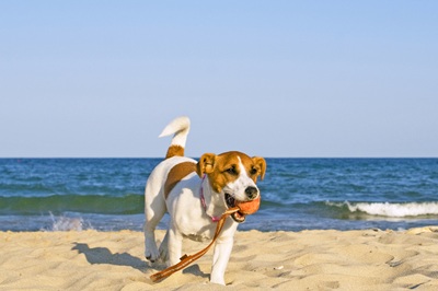Pet Friendly Homes callout